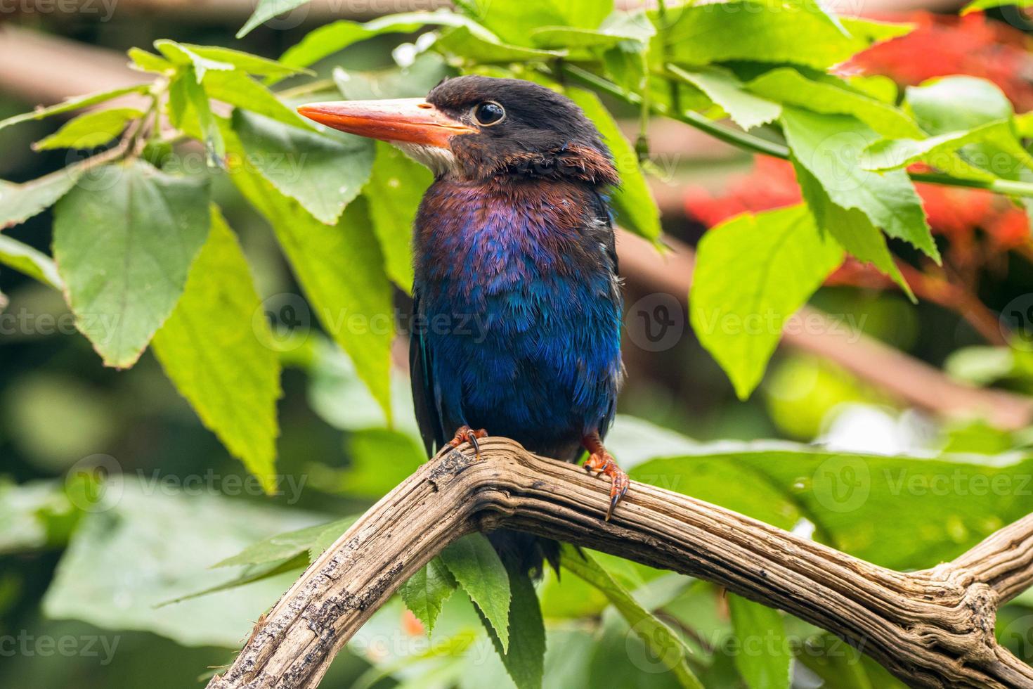 The Javan kingfisher  Halcyon cyanoventris, sometimes called the blue bellied kingfisher or Java kingfisher photo