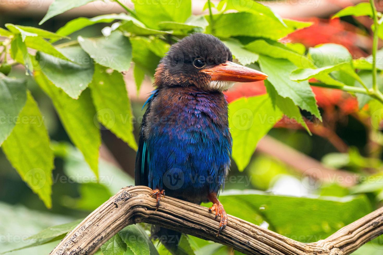 The Javan kingfisher  Halcyon cyanoventris, sometimes called the blue bellied kingfisher or Java kingfisher photo