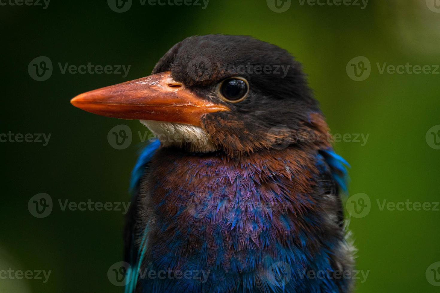 The Javan kingfisher  Halcyon cyanoventris, sometimes called the blue bellied kingfisher or Java kingfisher photo