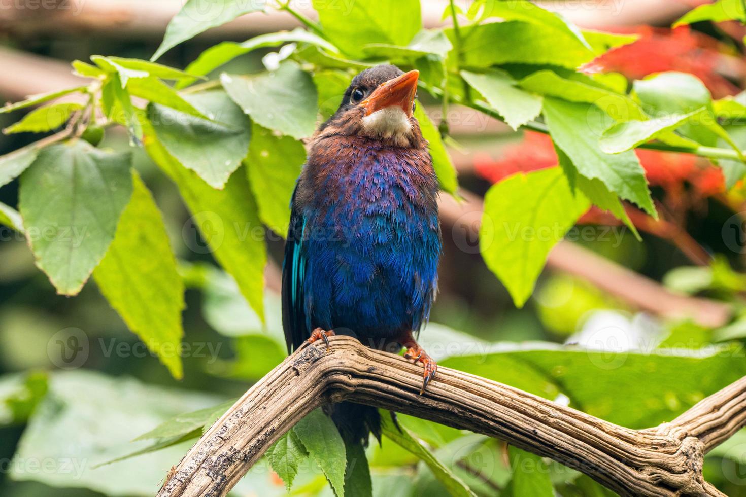 The Javan kingfisher  Halcyon cyanoventris, sometimes called the blue bellied kingfisher or Java kingfisher photo