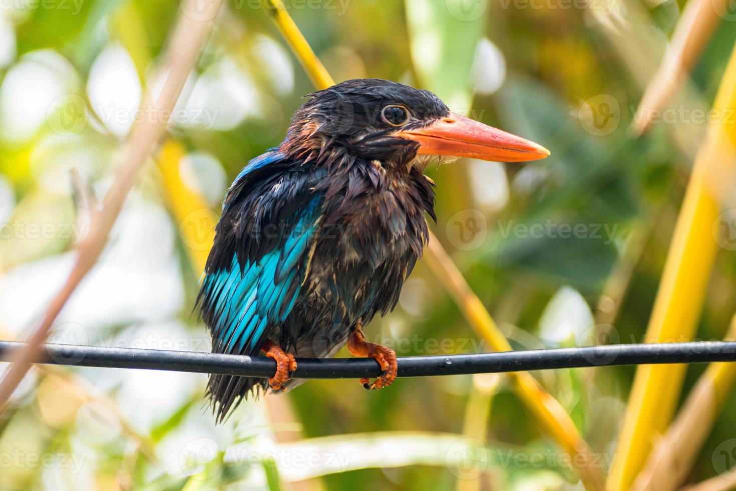 The Javan kingfisher  Halcyon cyanoventris, sometimes called the blue bellied kingfisher or Java kingfisher photo