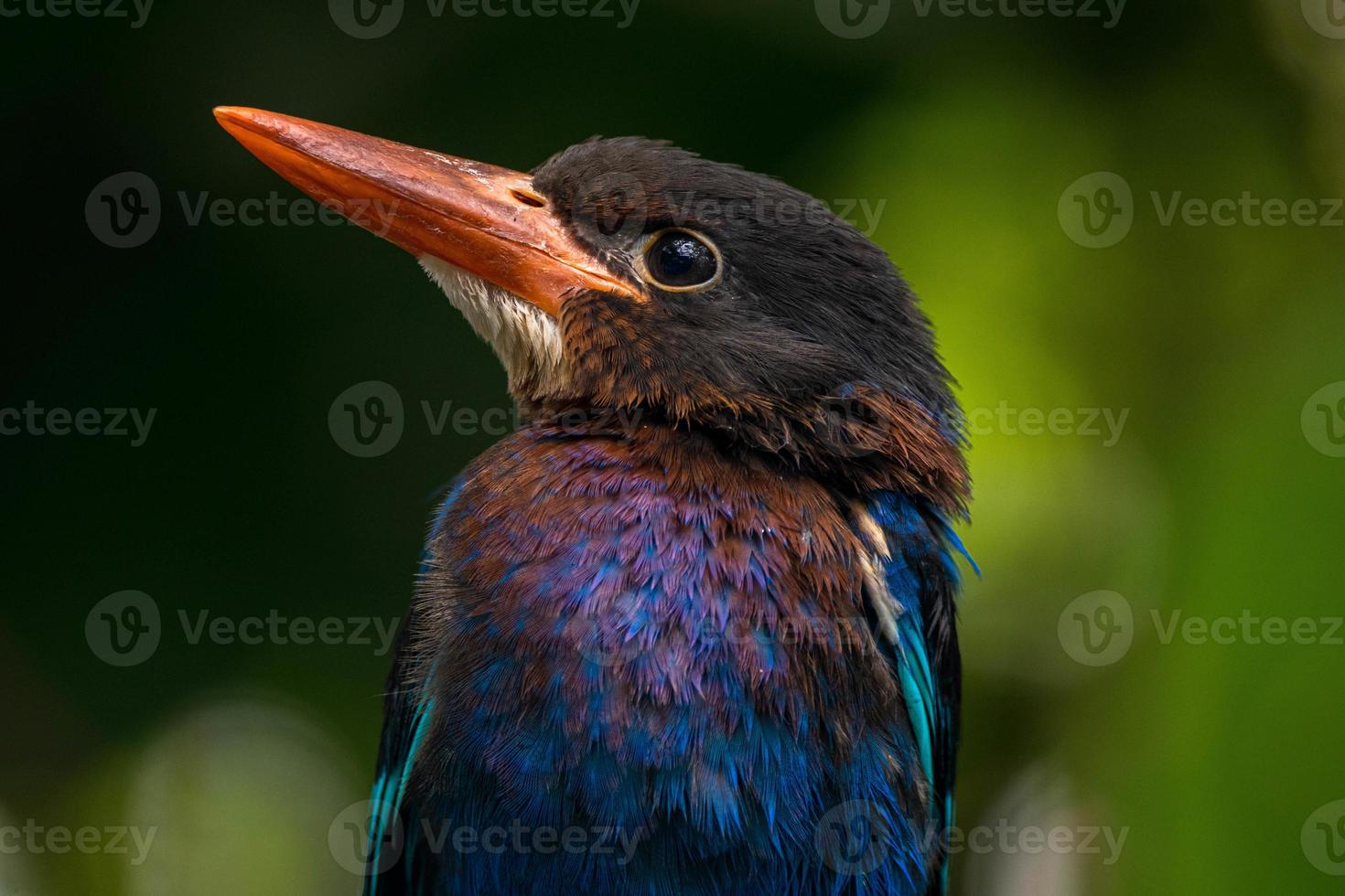 The Javan kingfisher  Halcyon cyanoventris, sometimes called the blue bellied kingfisher or Java kingfisher photo