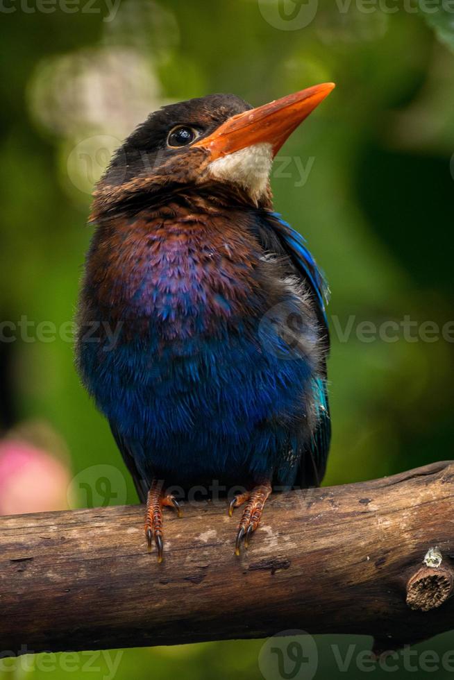The Javan kingfisher  Halcyon cyanoventris, sometimes called the blue bellied kingfisher or Java kingfisher photo