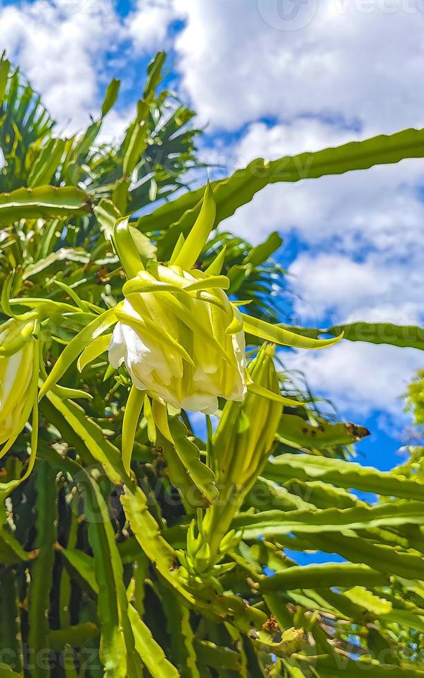 Flower and plant of a dragon fruit Pitaya in Playa del Carmen Mexico. photo