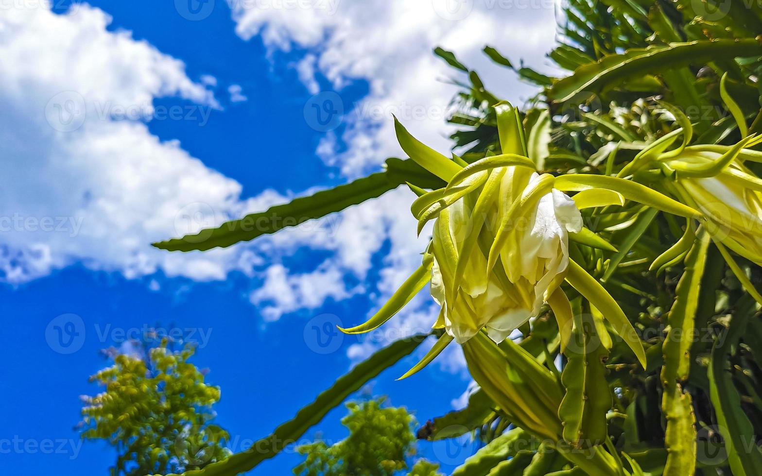 Flower and plant of a dragon fruit Pitaya in Playa del Carmen Mexico. photo