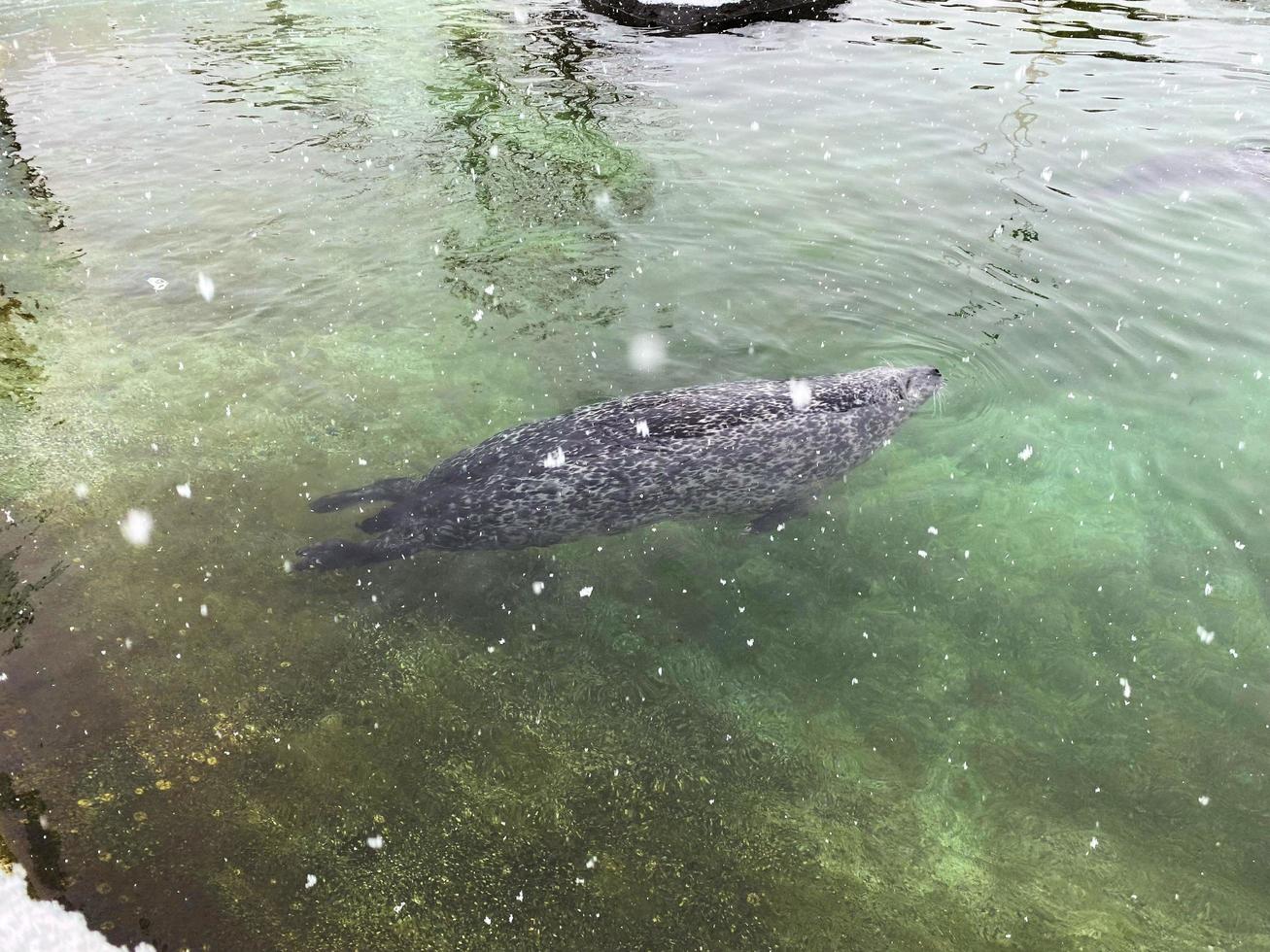 un ver de un sello en el agua en invierno foto