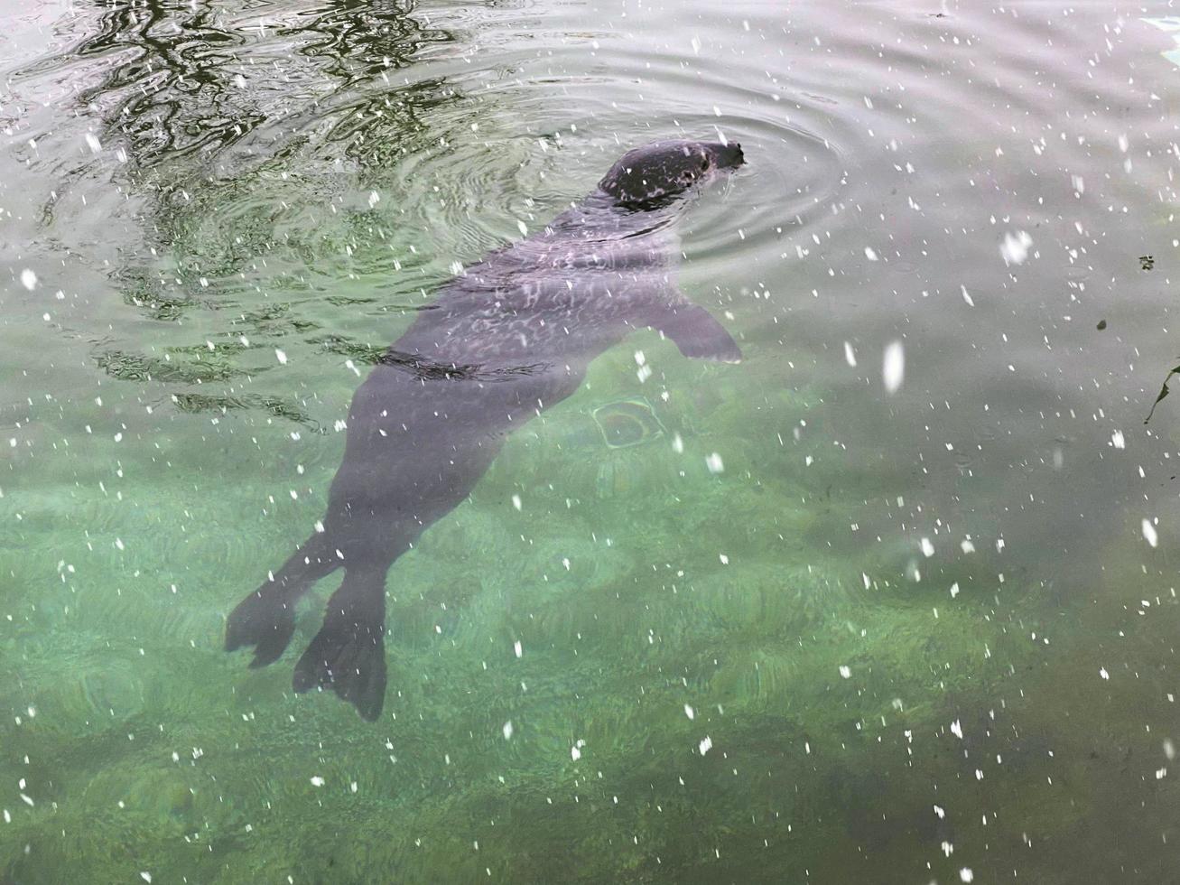 A view of a Seal in the water in Winter photo