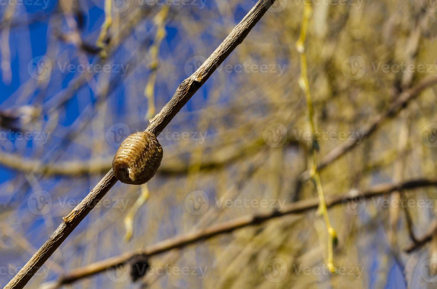 A closed pod of dried mantis eggs attached to a dry willow branch. photo