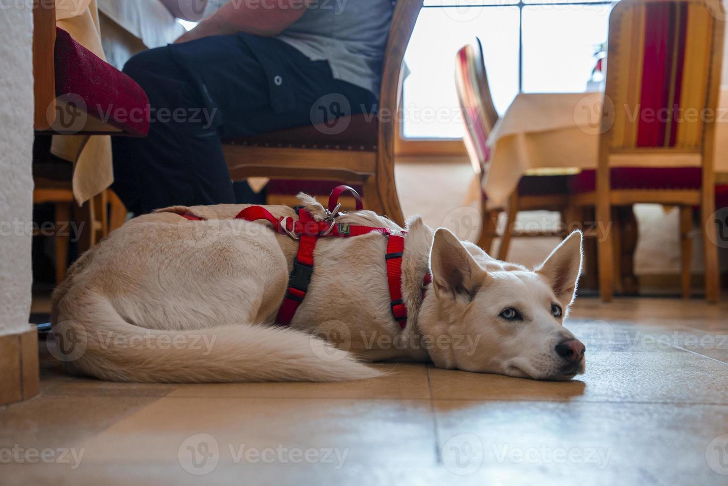 Closeup of dog lying on tiled floor in luxury alpine hotel photo