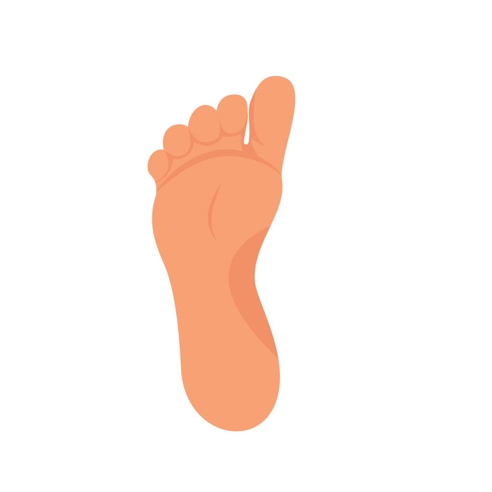 Left foot soles illustration for footwear, shoe concepts, medical, health, massage, spa, acupuncture centers etc. Realistic cartoon style, colored with skin tones. Vector isolated on white.