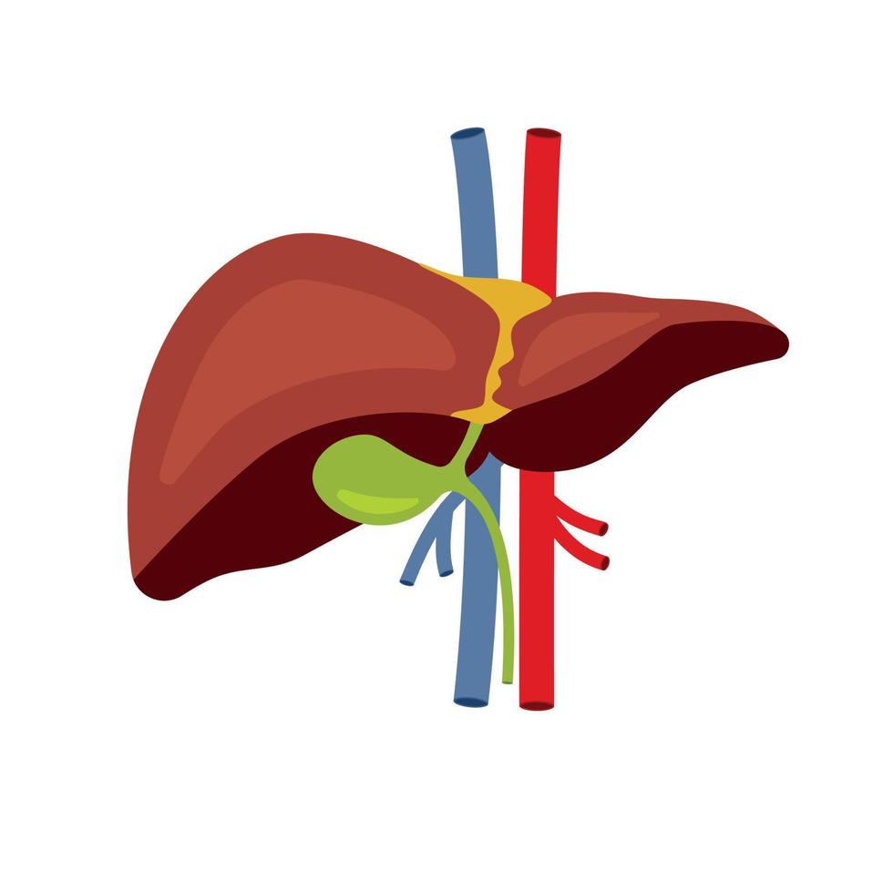 Human liver icon. Flat illustration of human liver vector icon for web design