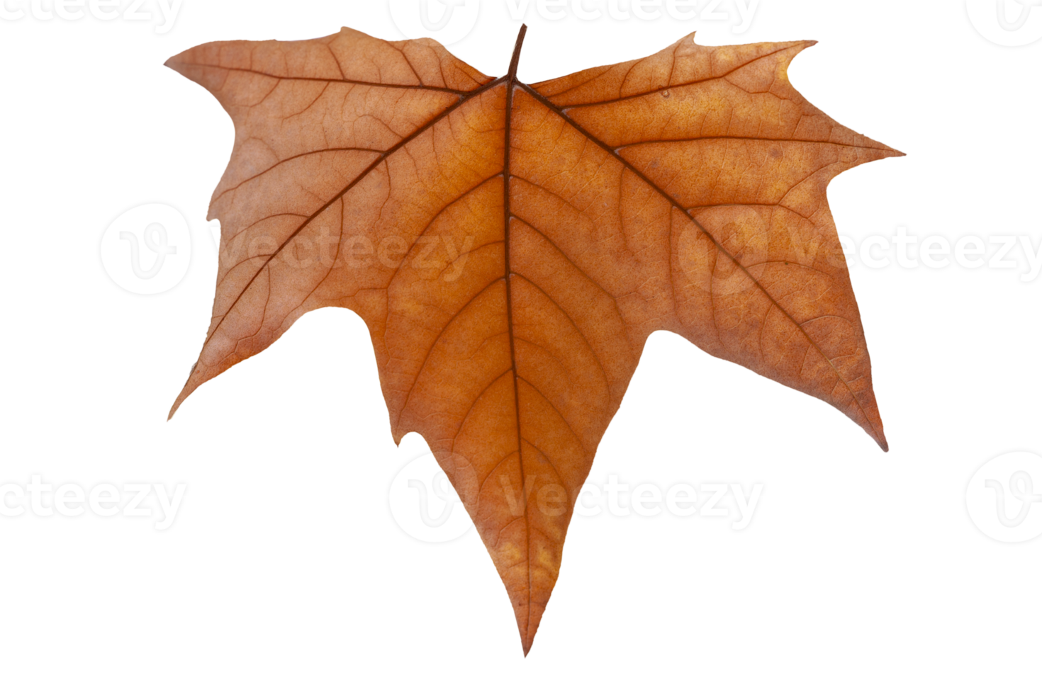 Maple Leaf texture png