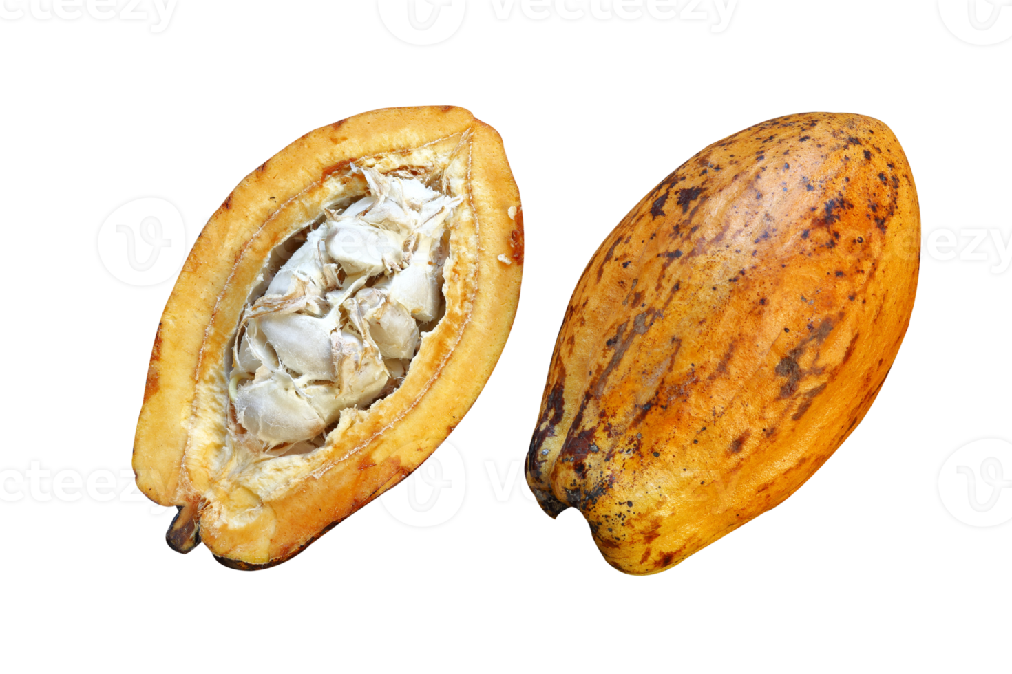 Cocoa fruit hanging on the tree png