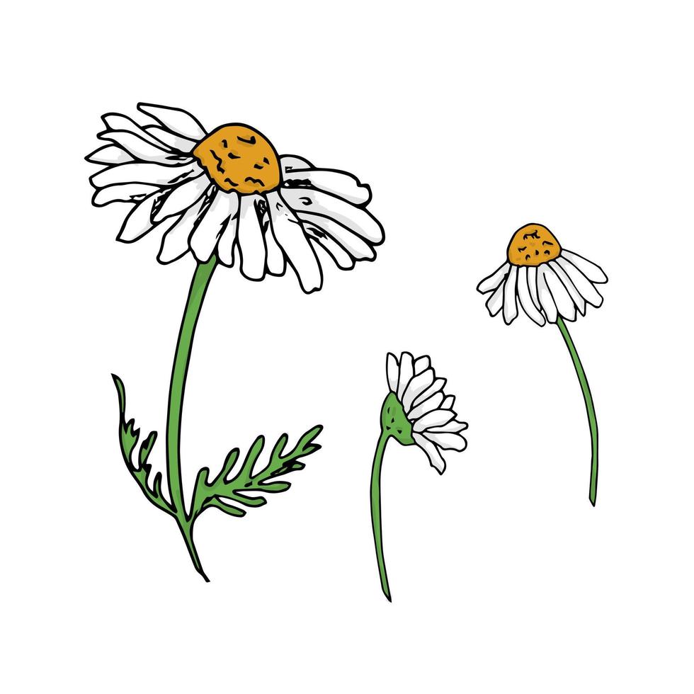 Hand drawn Chamomile flowers vector