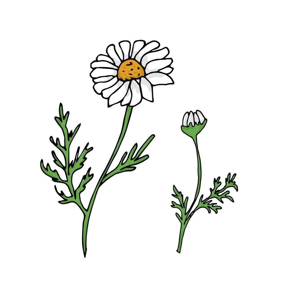 Chamomile flower Hand drawn vector