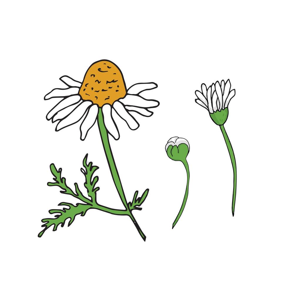 Chamomile flower vector illustration, Chamomile bud, leaves, flower isolated on white background