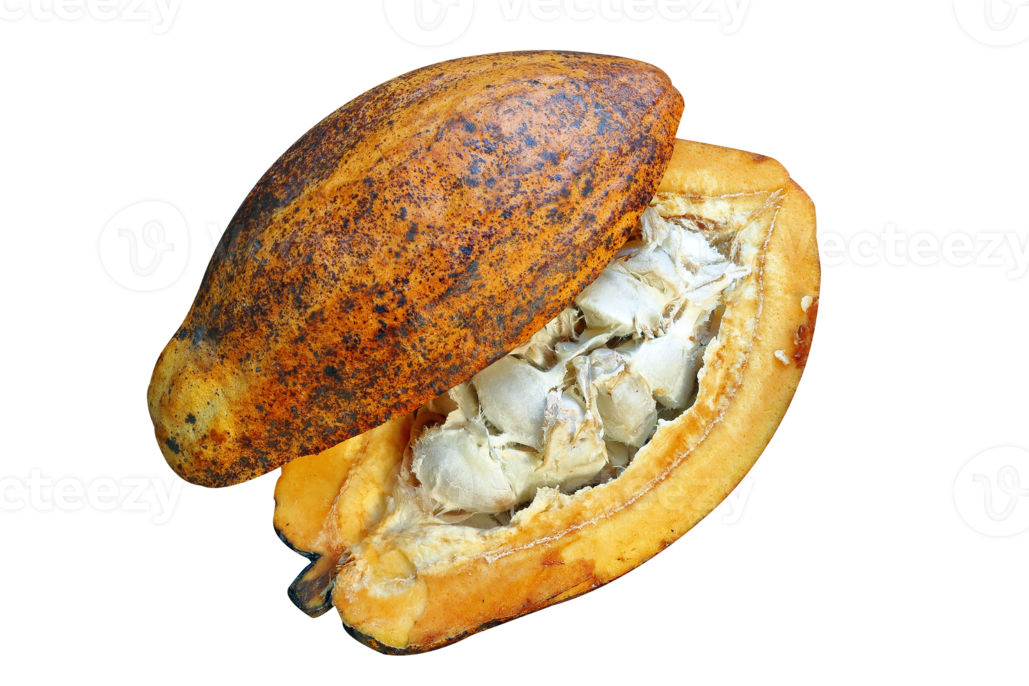 Cocoa fruit hanging on the tree png