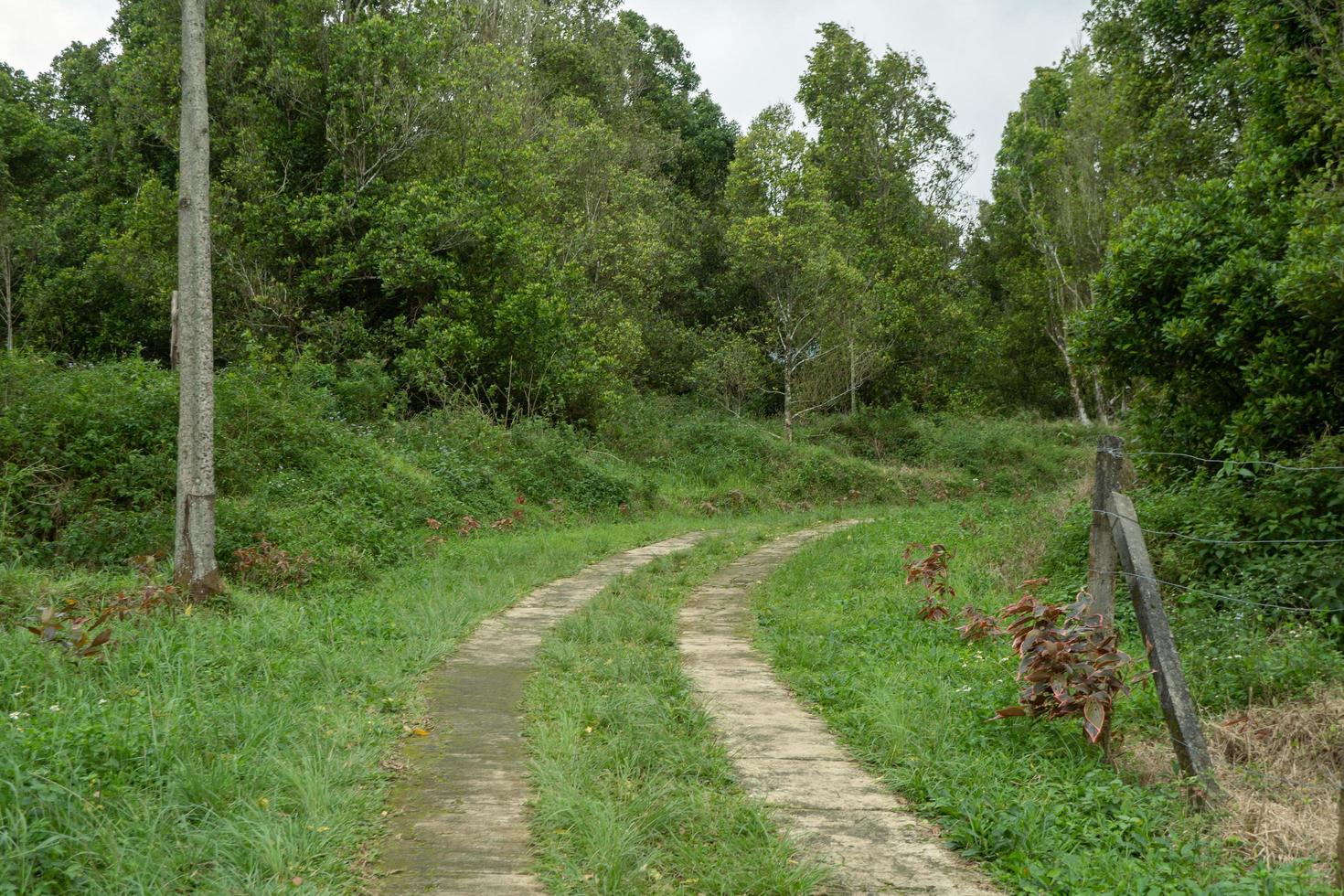 The way going to forest when spring season and cloudy vibes. photo