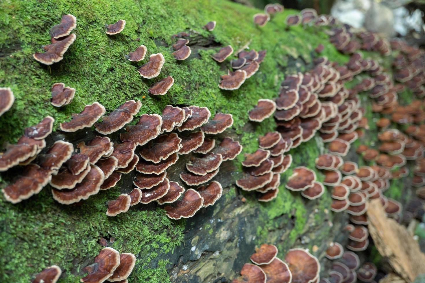 Brown polypore mushroom on the fallen tree tropical forest when rainy