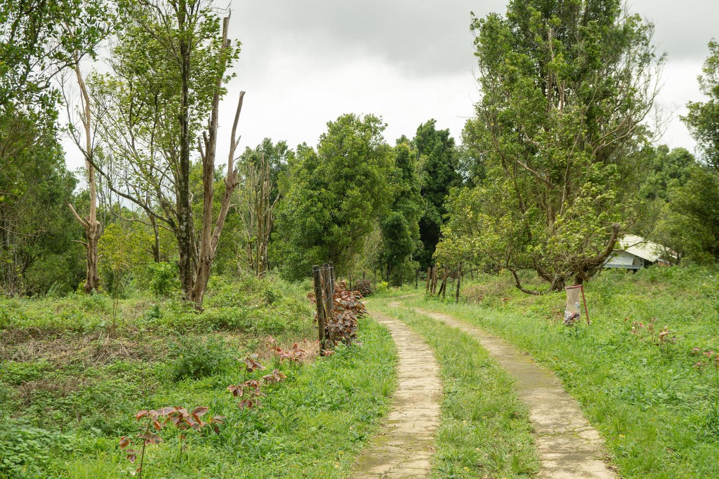 The way going to forest when spring season and cloudy vibes. photo