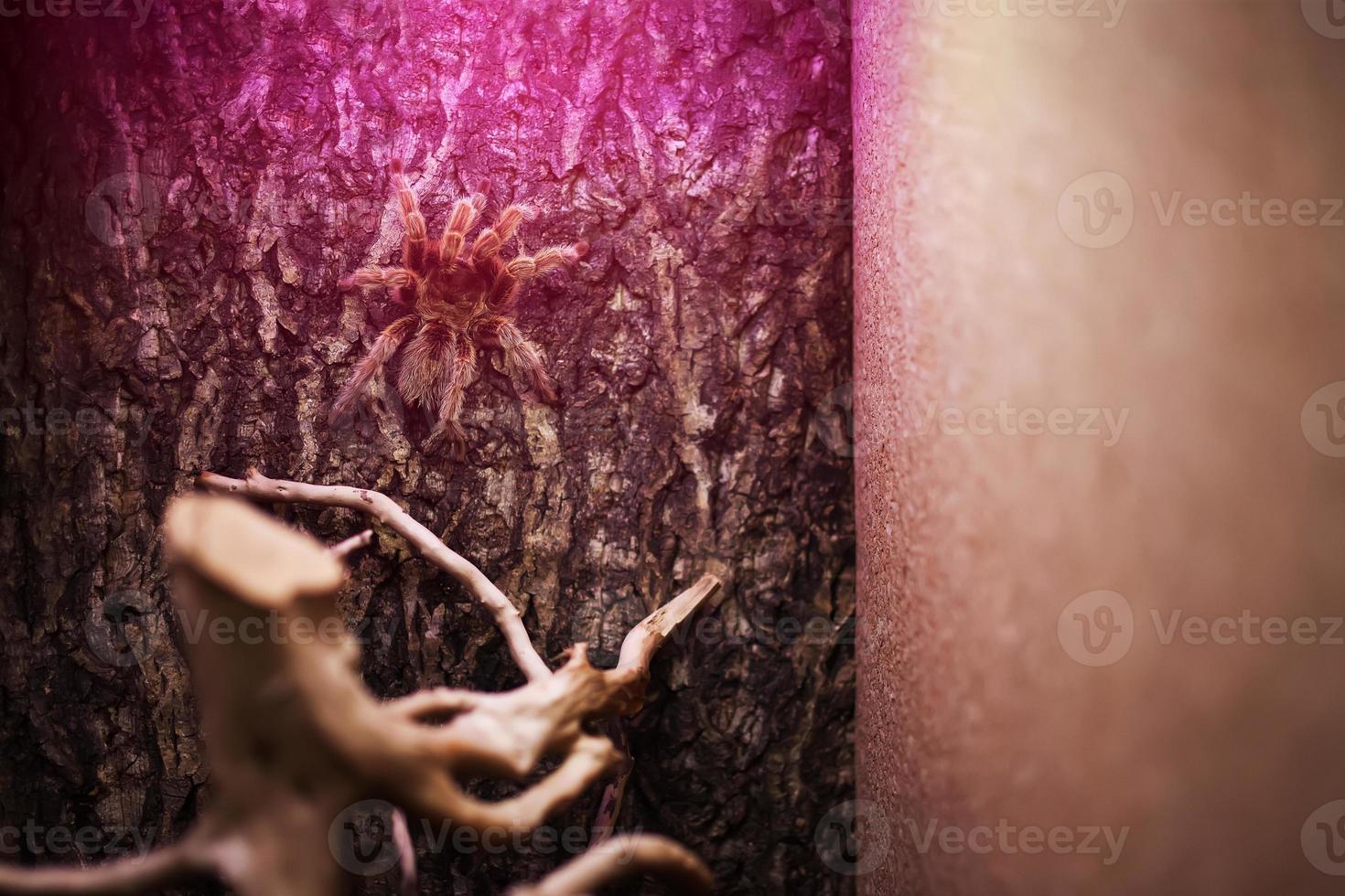 Spider Tarantula Brachypelma vagans on a beautiful background photo