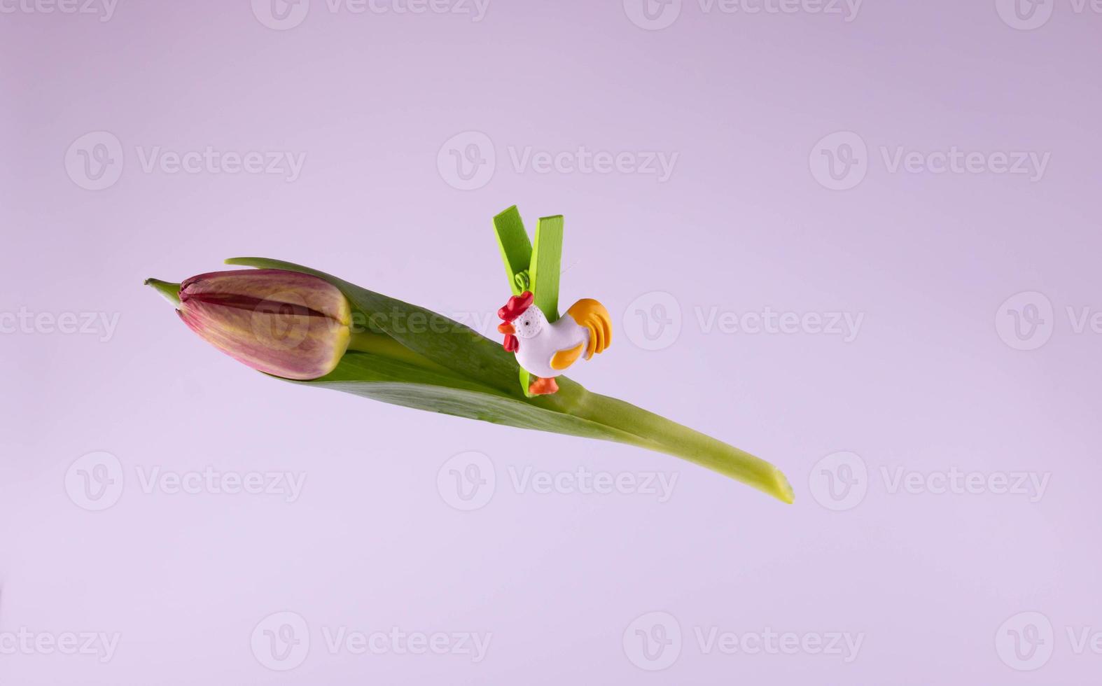 Pascua de Resurrección pinza de ropa con un blanco pollo en un tulipán en un rosado antecedentes foto