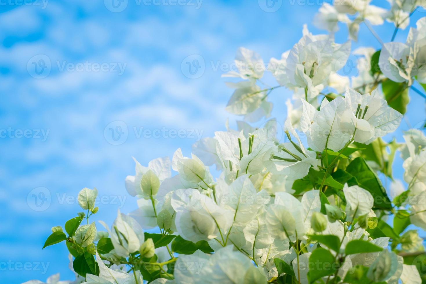 Beautiful bougainvillea, White bougainvillea flowers, white flowers look like paper, selective point, use wallpaper, photo