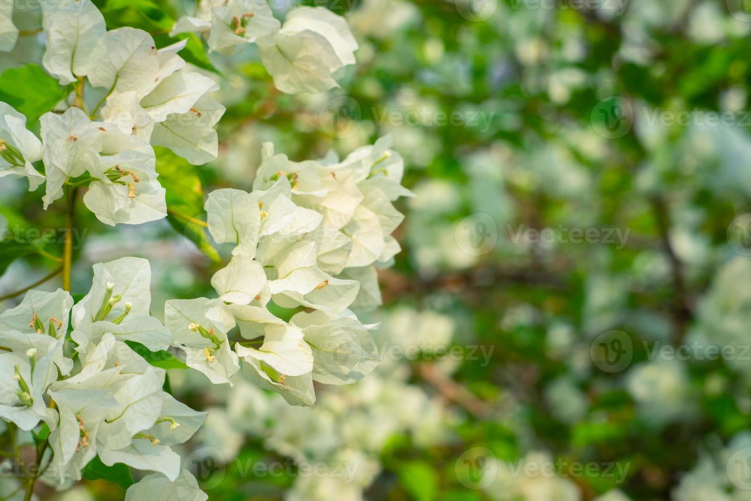Beautiful bougainvillea, White bougainvillea flowers, white flowers look like paper, selective point, use wallpaper, photo