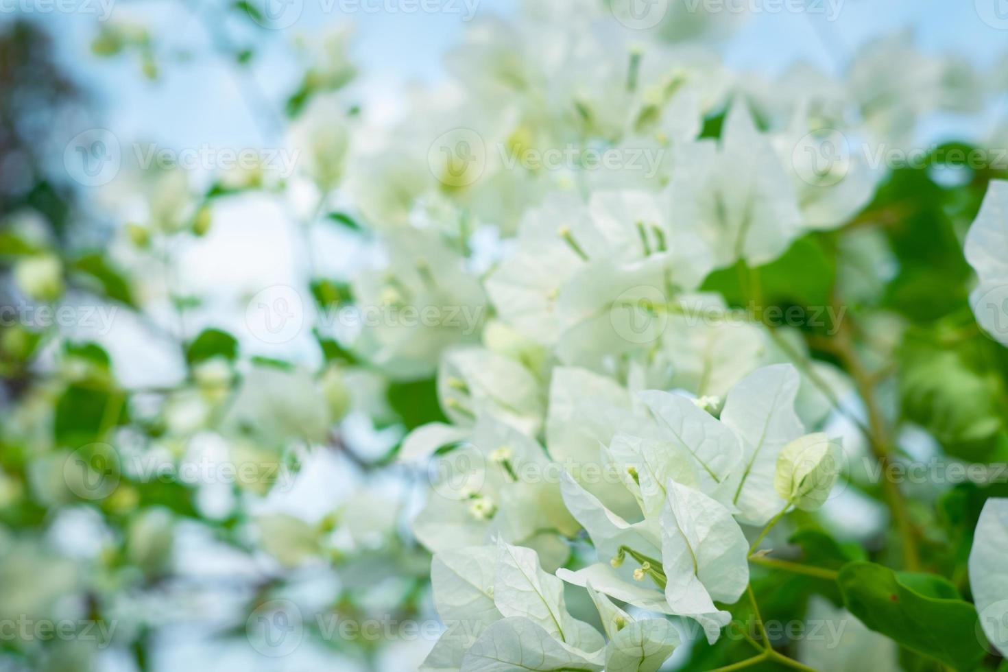 Beautiful bougainvillea, White bougainvillea flowers, white flowers look like paper, selective point, use wallpaper, photo