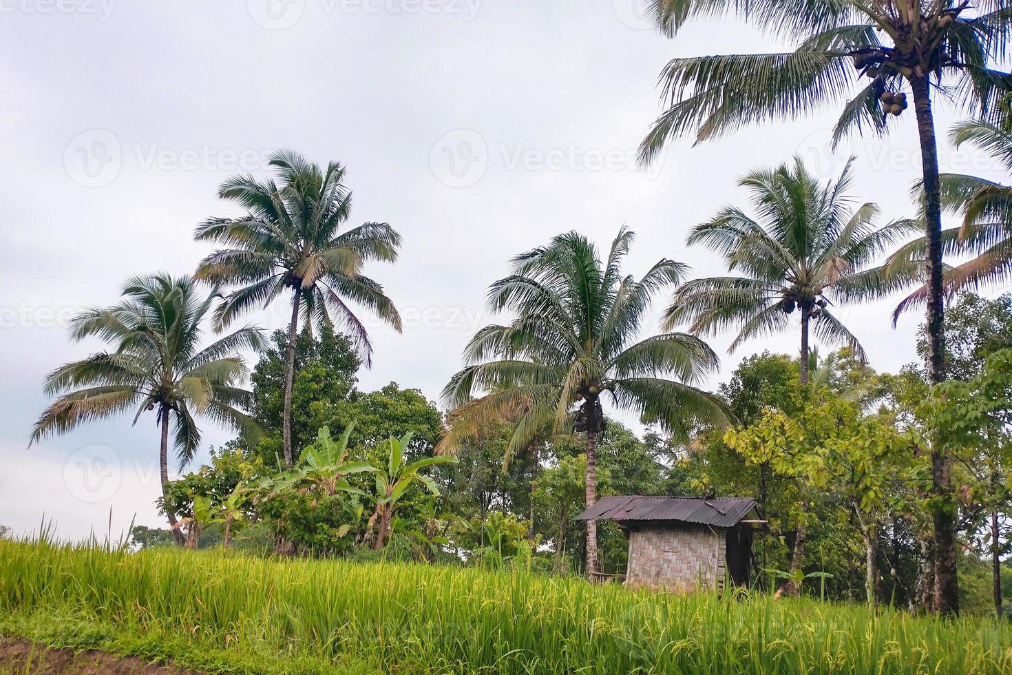 Photo of green rice fields