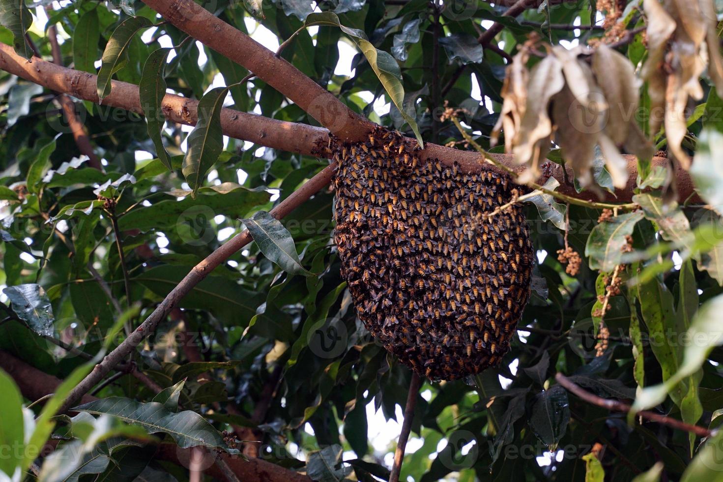 Apis florea frabicius is the smallest bee. It is about the same size as a fly. Most of the population will cover the honeycomb. which will be attached to the tree branch is almost circular. photo