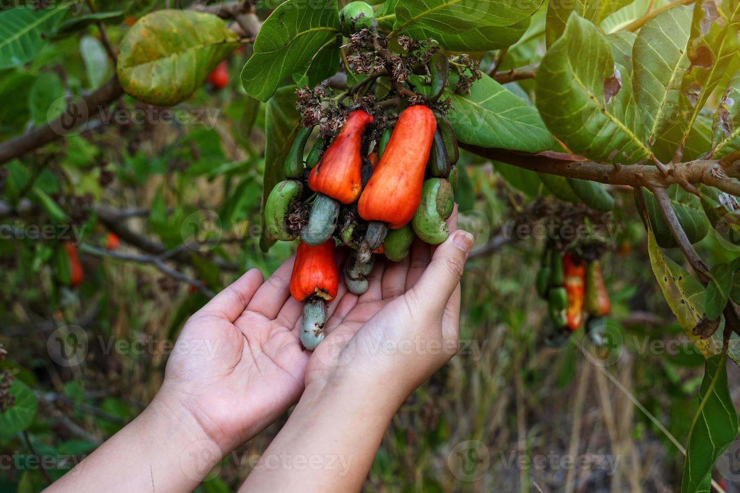 Cashew fruit in the hands of farmers. The fruit looks like rose apple or pear. The young fruit is green. When ripe, it turns red-orange. At the end of the fruit there is a seed, shaped like a kidney. photo