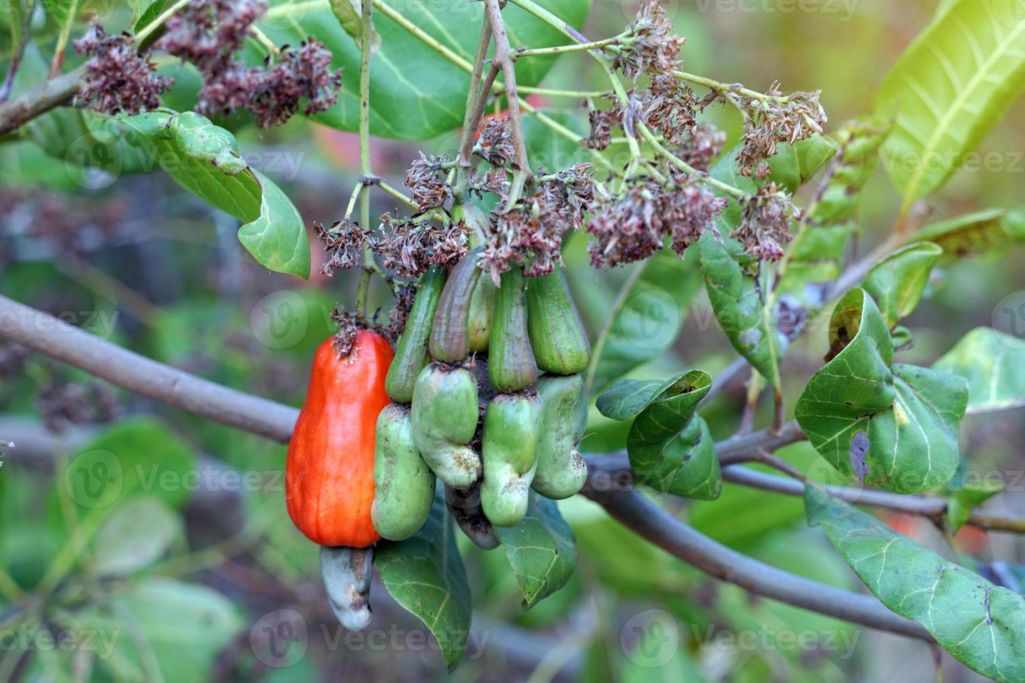 Cashew fruit tree. The fruit looks like rose apple or pear. The young fruit is green. When ripe, it turns red-orange. At the end of the fruit there is a seed, shaped like a kidney. photo