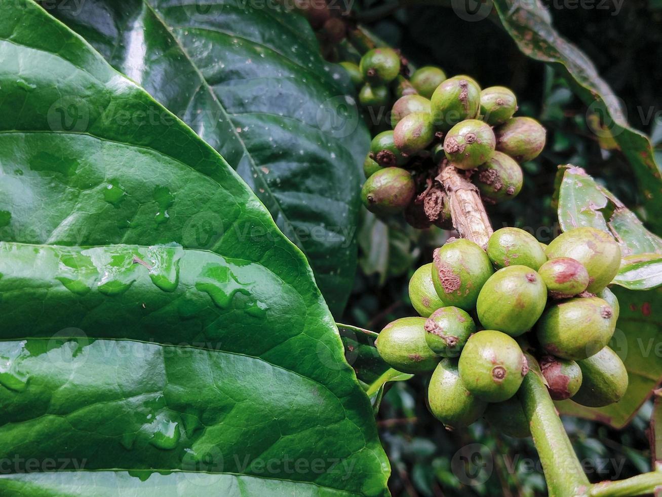 Some coffee beans hanging on a branch among the green leaves, in the coffee garden photo