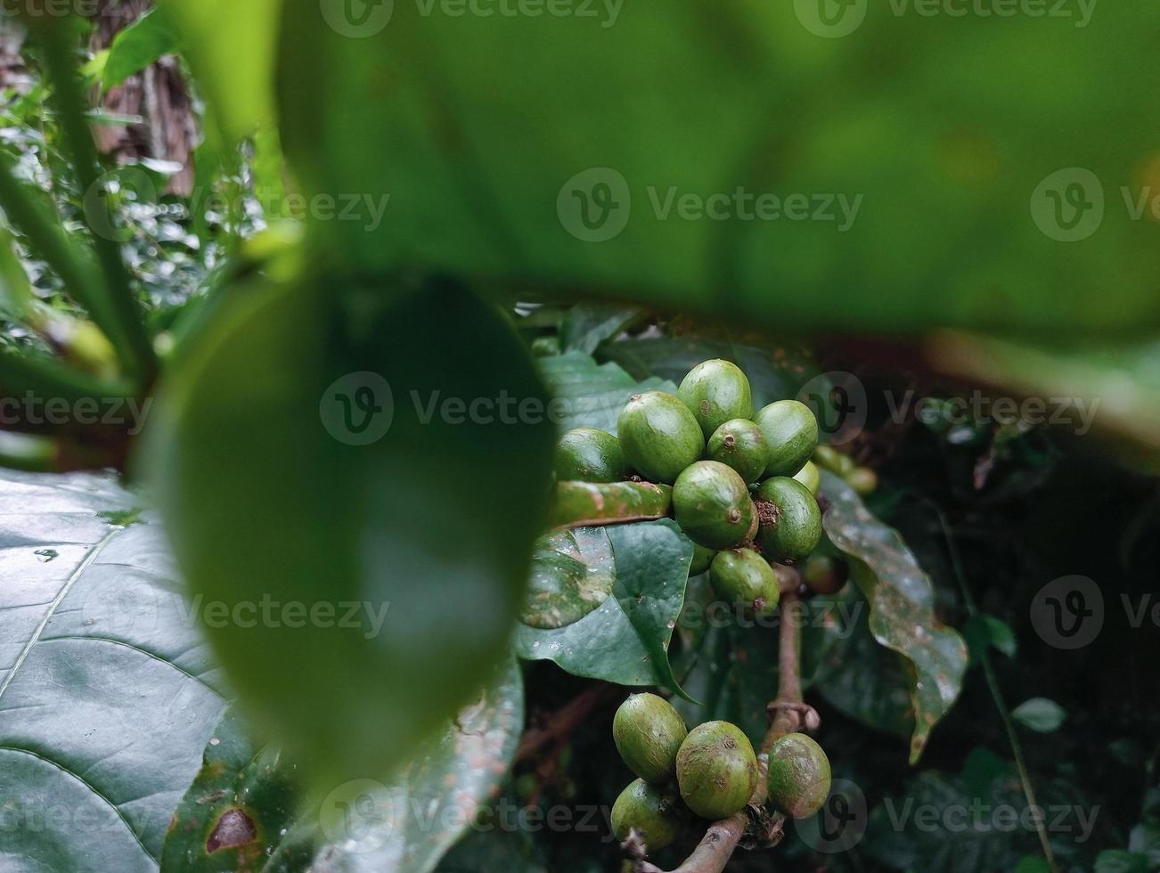 Immature green coffee beans, Indonesian people's plantation products. photo