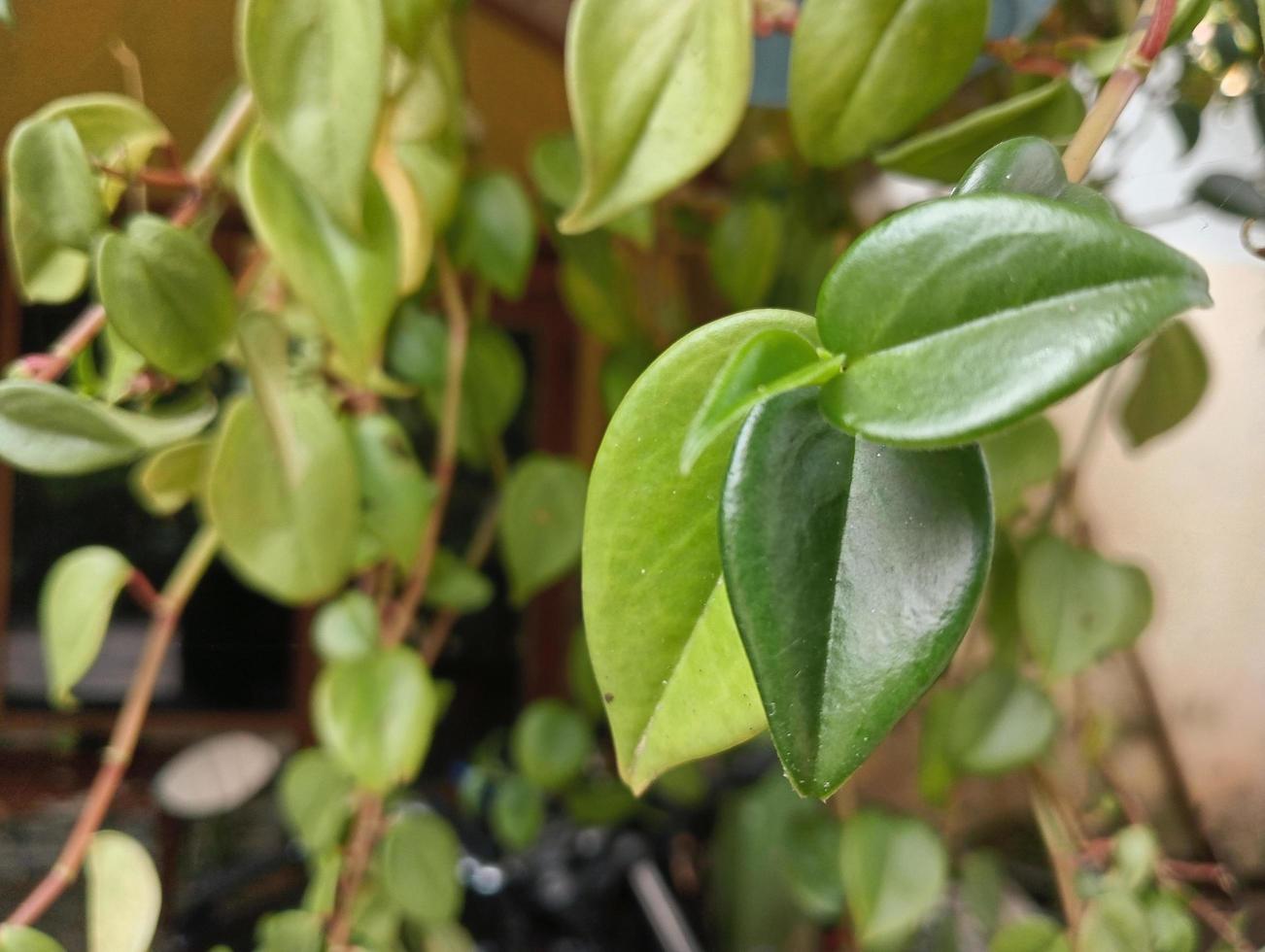 Peperomia ornamental plant photo