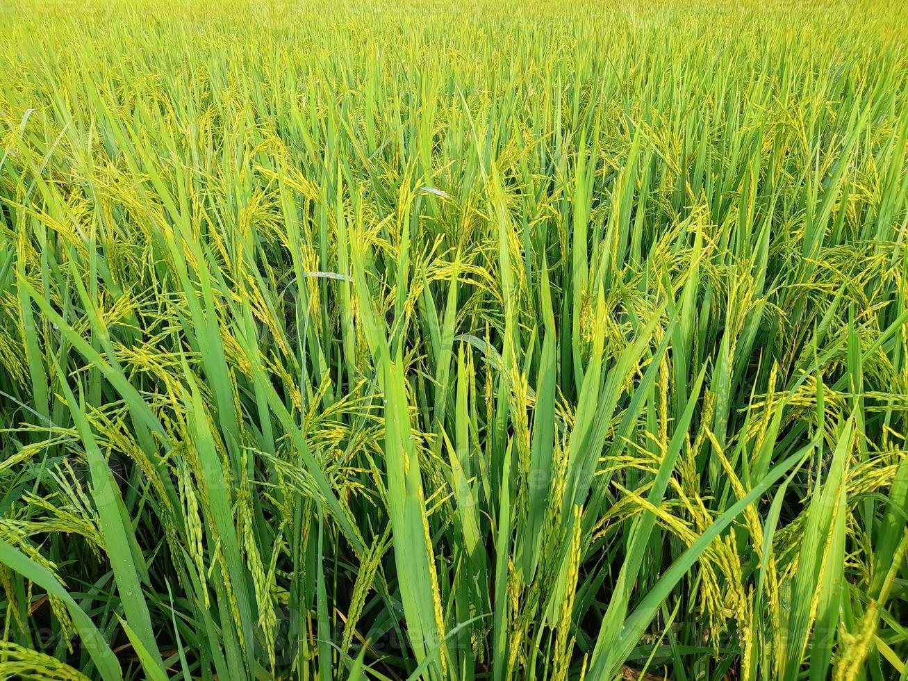 rice fields with green rice plants that are starting to age photo