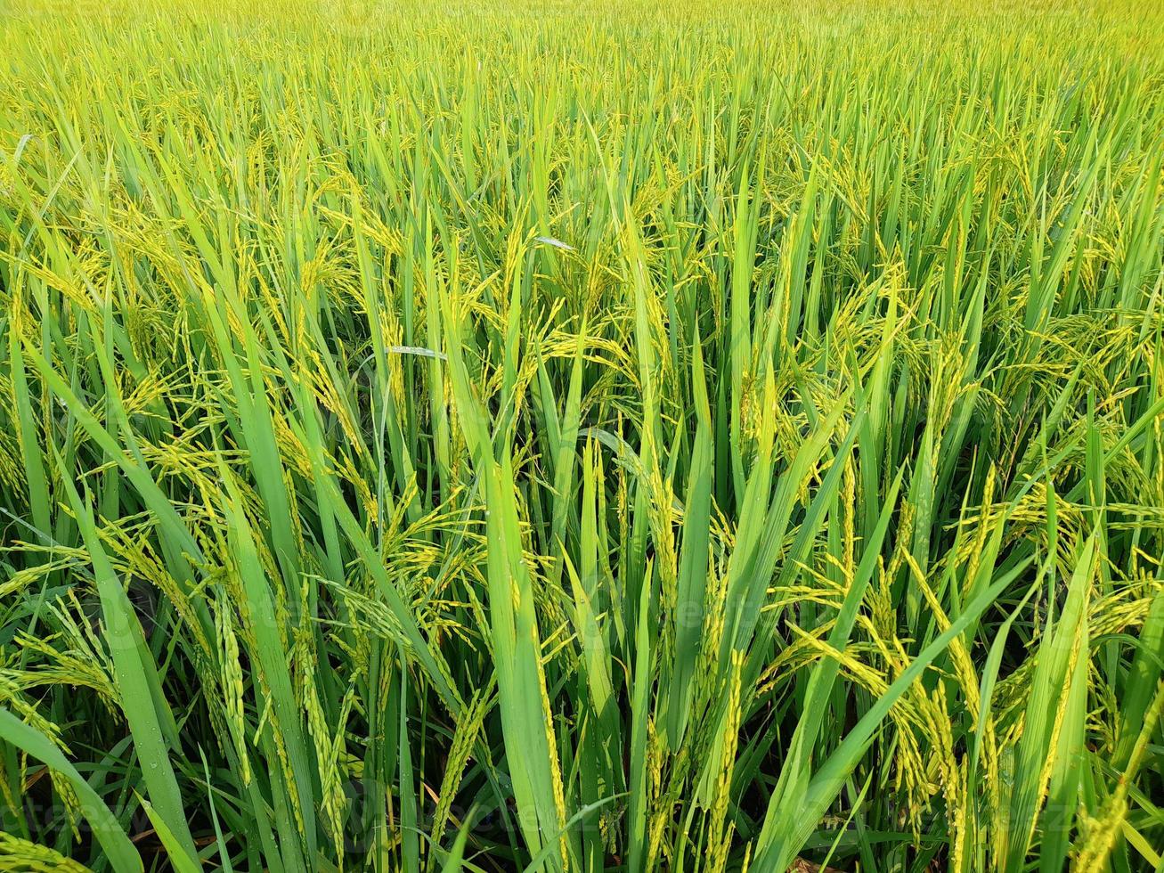 rice fields with green rice plants that are starting to age photo