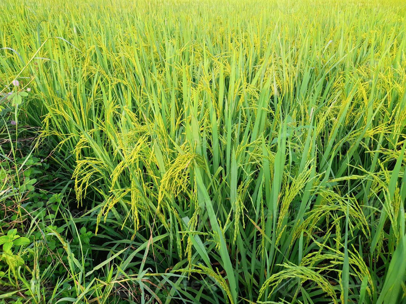 rice fields with green rice plants that are starting to age photo