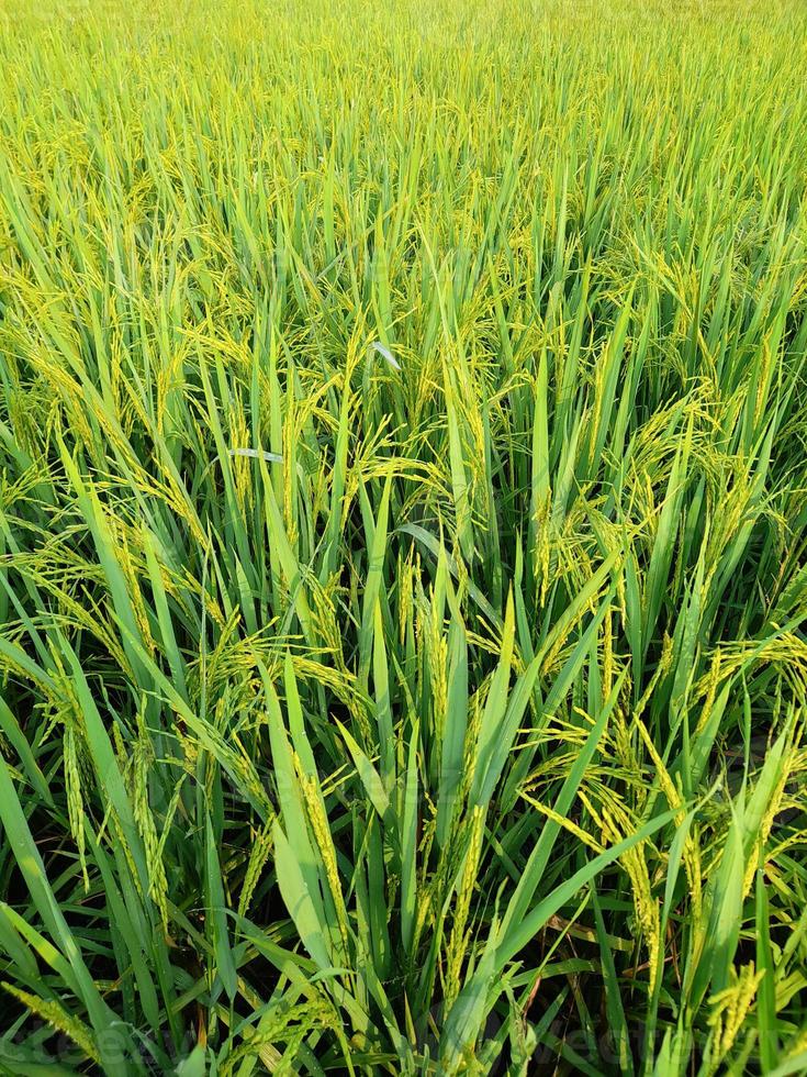 rice fields with green rice plants that are starting to age photo
