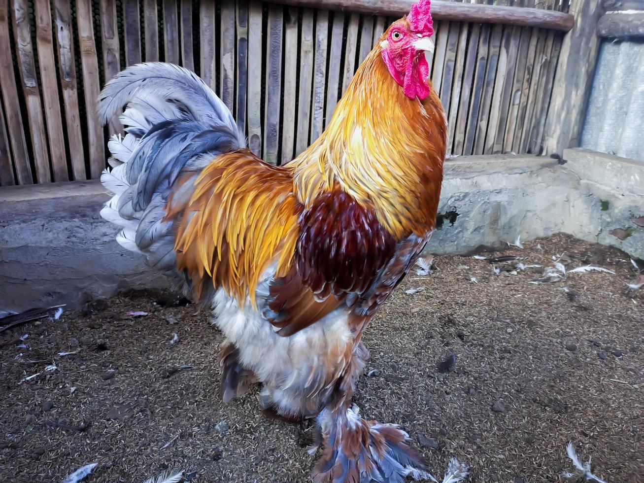 unique chicken rooster brahma photo