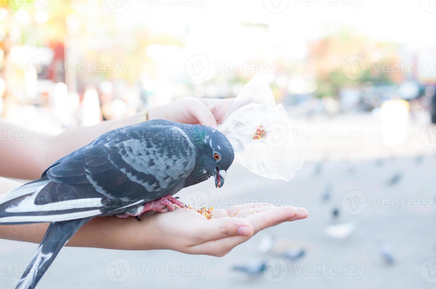 Pigeon eating from woman hand on the park,feeding pigeons in the park at the day time photo
