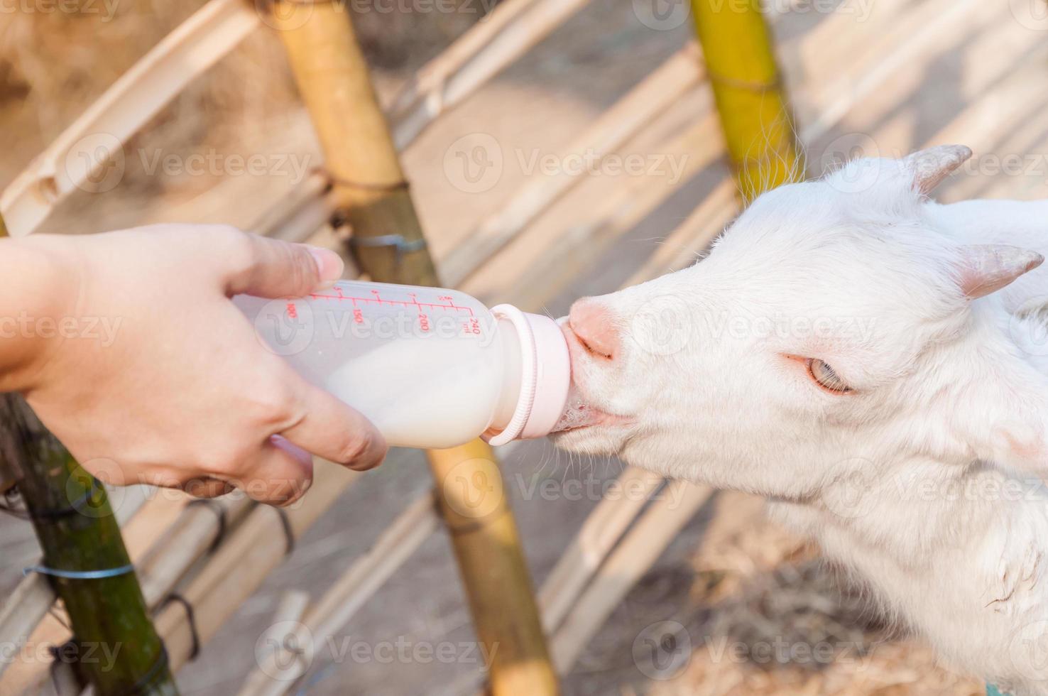 feeding baby goat with milk bottle at farm,Feed the hungry goat with milk photo