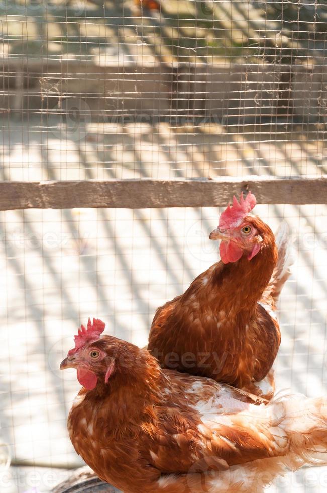 gallina madre pollo en una granja en la naturaleza foto