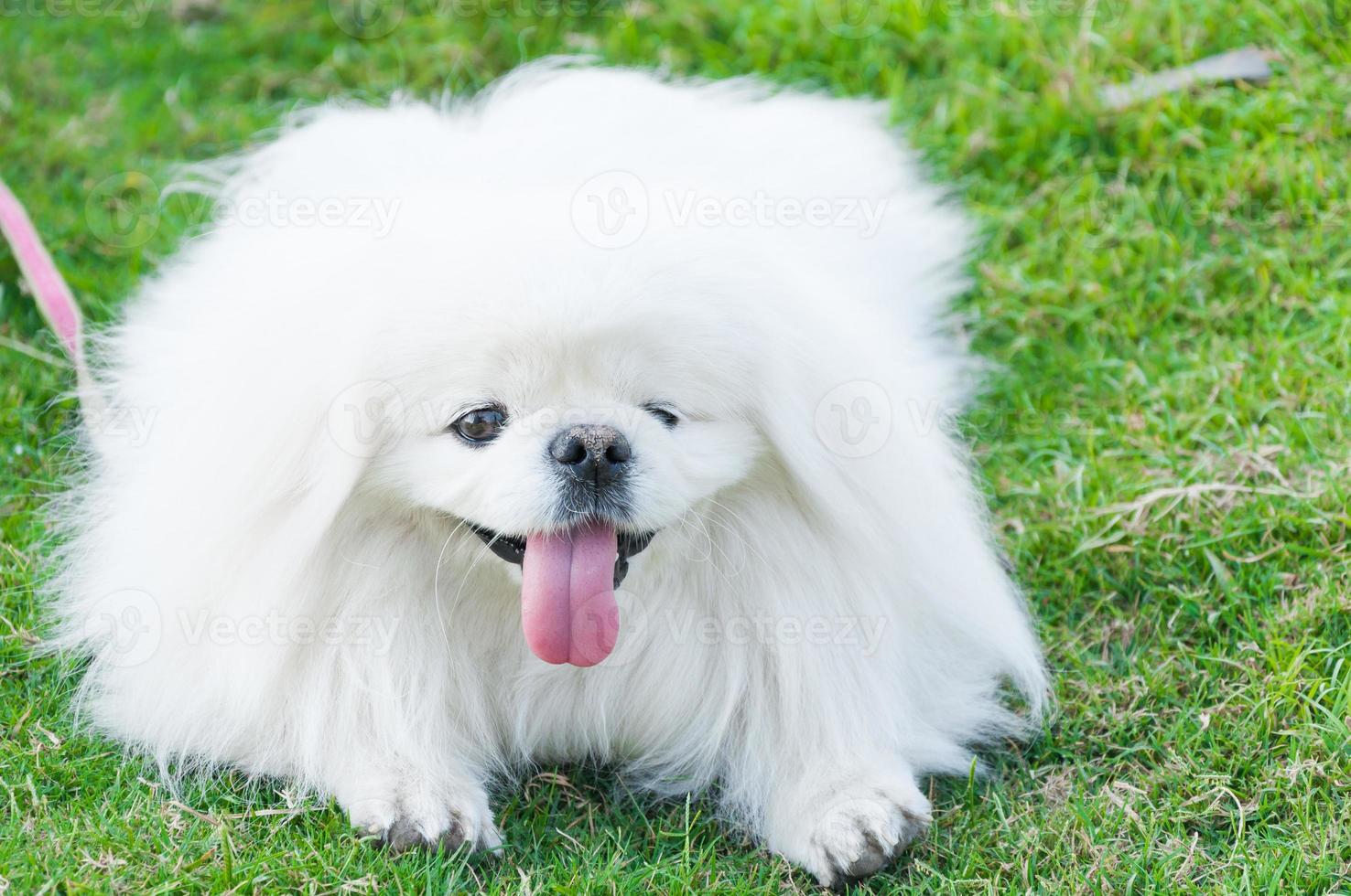 Puppy Pekingese breed, white dog , loveliness ,playfulness In the garden photo