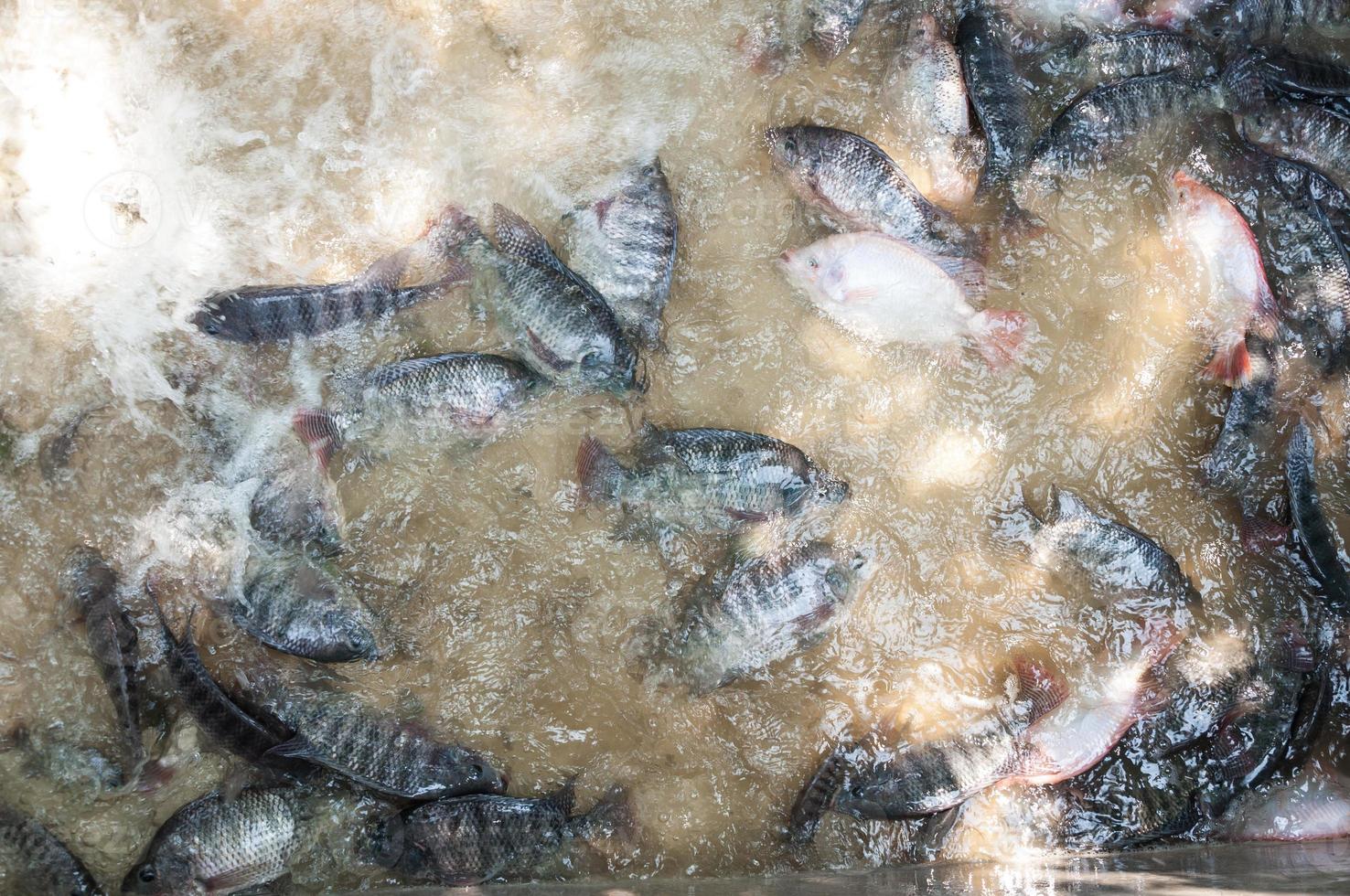 Fresco tilapia y rojo tilapia en agua granja, pescado en el jaula, pescado agricultura en Tailandia foto