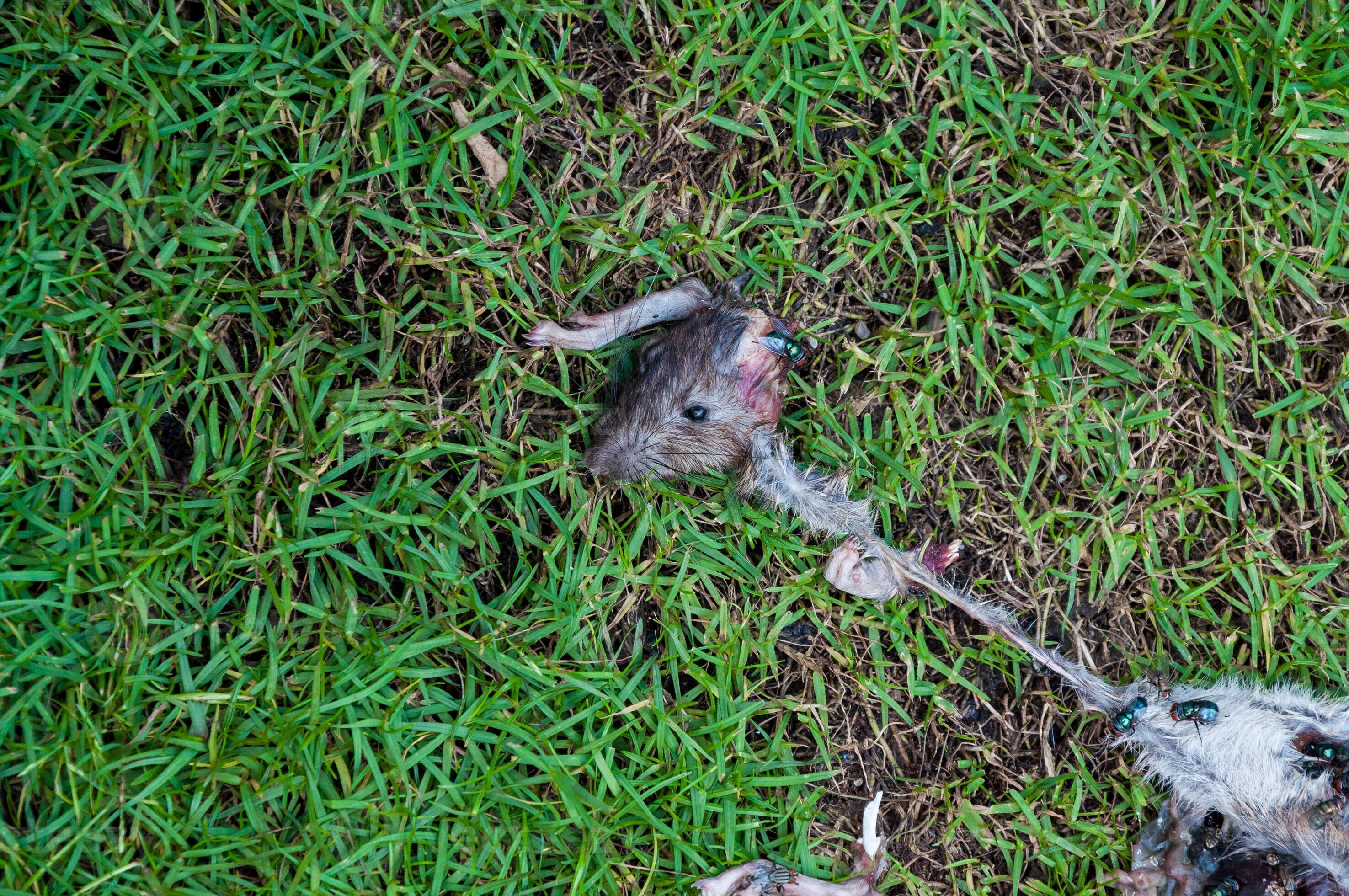 Rotten Dead Rat Had Eaten By Flies On Grass Background Fly Breeding rotten-dead-rat-had-eaten-by-flies-on-grass-background-fly-breeding