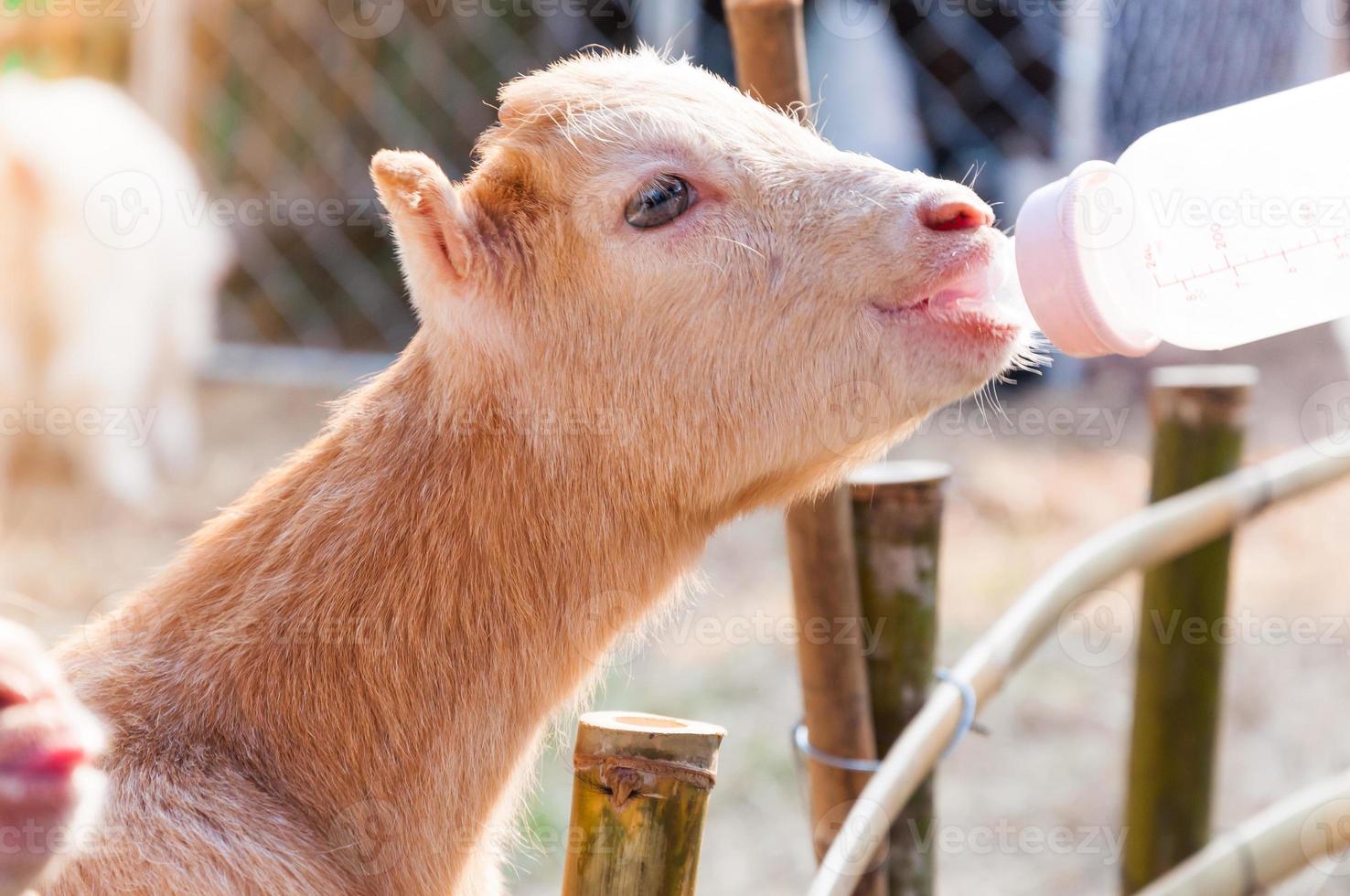 feeding baby goat with milk bottle at farm,Feed the hungry goat with milk photo