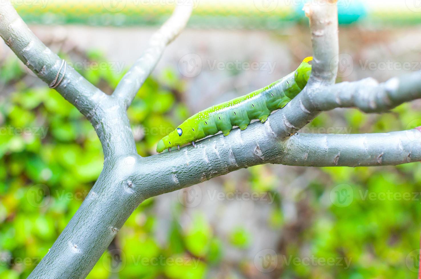 Caterpillar worm eating leaves nature in the garden photo
