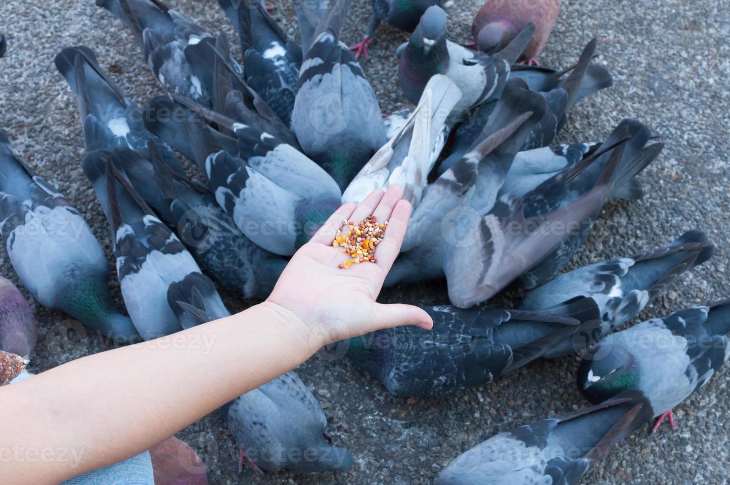 Pigeon eating from woman hand on the park,feeding pigeons in the park at the day time photo